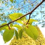 Carpinus betulusपत्ता