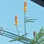 Crotalaria lanceolata Flor