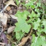 Lactuca muralis Blad