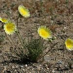 Malacothrix glabrata Flower