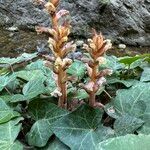 Orobanche hederae Flower