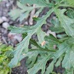 Senecio squalidus Likasa