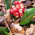 Rohdea japonica Owoc