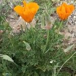 Eschscholzia californica Kwiat