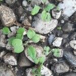 Dichondra carolinensis পাতা