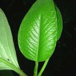 Piper prismaticum Leaf