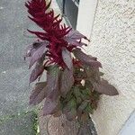 Amaranthus cruentus Blomst