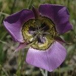 Calochortus gunnisonii Λουλούδι