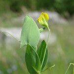 Lathyrus aphaca Feuille