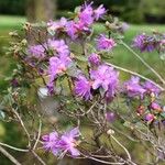 Rhododendron nivale Habit