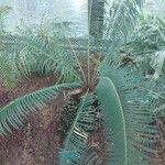 Cycas panzhihuaensis 葉