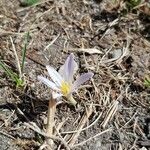 Colchicum alpinum Habit