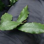 Gnetum africanum Leaf