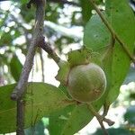 Diospyros samoensis Fruit