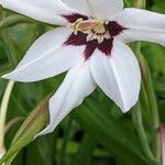 Gladiolus murielae Fleur