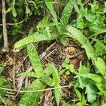 Aloe amudatensis 葉