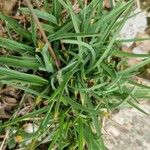 Poa alpina Leaf