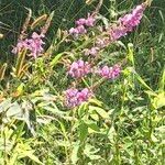 Desmodium canadense Blüte