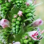 Echium boissieri Cvijet