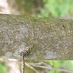 Acer carpinifolium Ekosanga