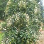 Clerodendrum indicum Folha