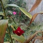 Ipomoea quamoclit Λουλούδι