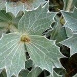 Eryngium maritimum Blad