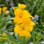 Erysimum × cheiri Λουλούδι