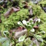 Cardamine trifolia Blomma