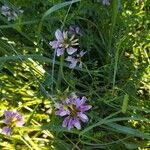 Securigera varia Blomma