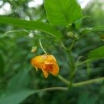 Impatiens capensis Blüte