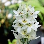 Ornithogalum thyrsoides Flower