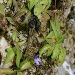 Pinguicula longifolia Hábito