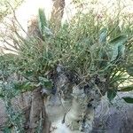 Cyphostemma juttae Fruto