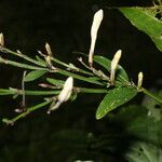 Ruellia stemonacanthoides Květ