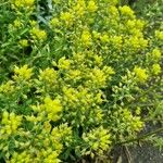 Alyssum montanum Elinympäristö