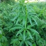 Lilium canadense Leaf