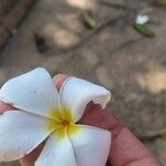 Plumeria alba Blomma