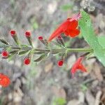 Salvia roemeriana Flor
