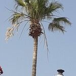 Washingtonia filifera Лист