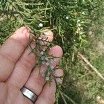 Juniperus virginiana Frugt