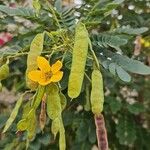 Senna surattensis Плод