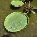 Victoria amazonica Hoja
