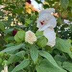 Hibiscus palustris Flower