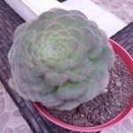 Aeonium tabulaeforme ഇല