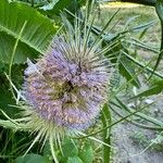 Dipsacus fullonumŽiedas