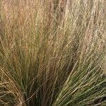 Stipa lessingiana ഇല