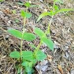 Houstonia purpurea Pokrój