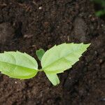 Celtis prantlii Hoja