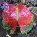 Anthurium andraeanum Flower